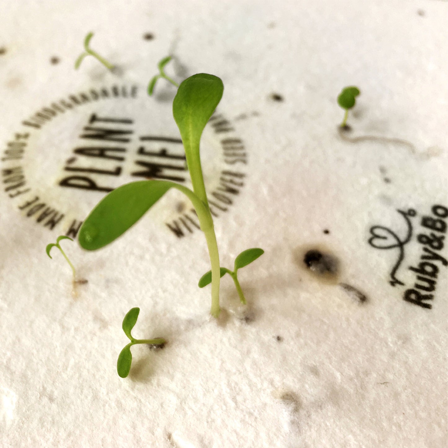 Eco-friendly plantable card with recycled envelope and planting instructions