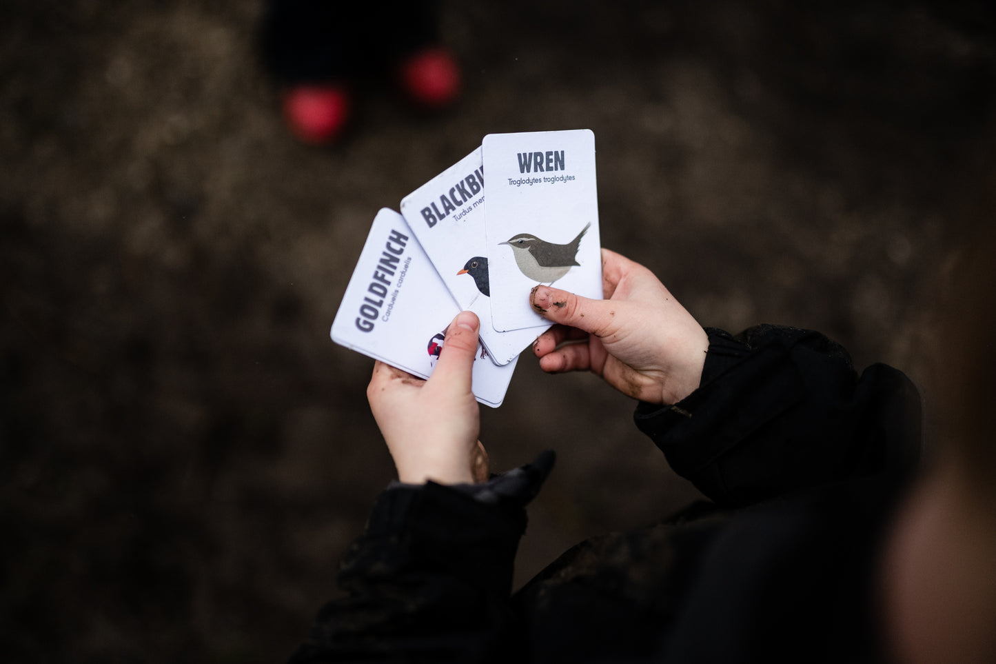 A pack of 9 beautifully illustrated British native bird identification and information cards designed by The Dent Kit Company and contained within a cotton pouch for safe keeping.