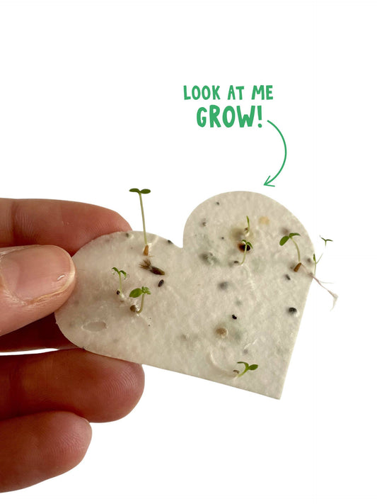 Set of 6 plantable wildflower seed hearts in compostable glassine bag