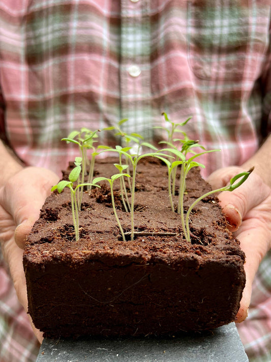 Close up of the compressed coir seed bar