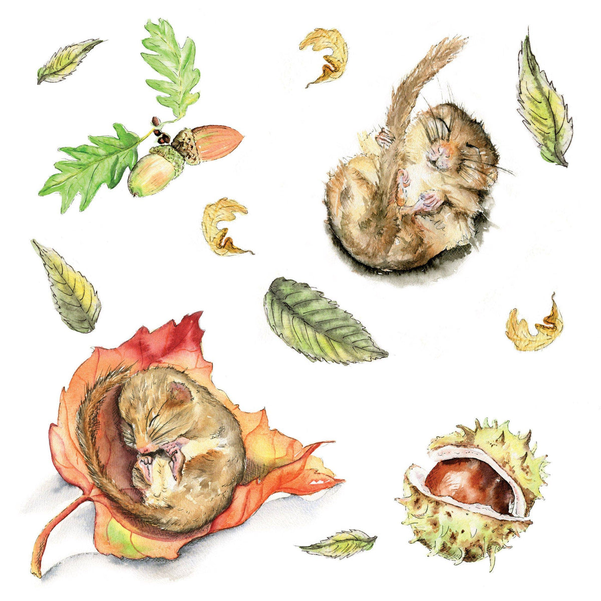 Eco-friendly packaged sleeping dormouse greeting card in biodegradable sleeve