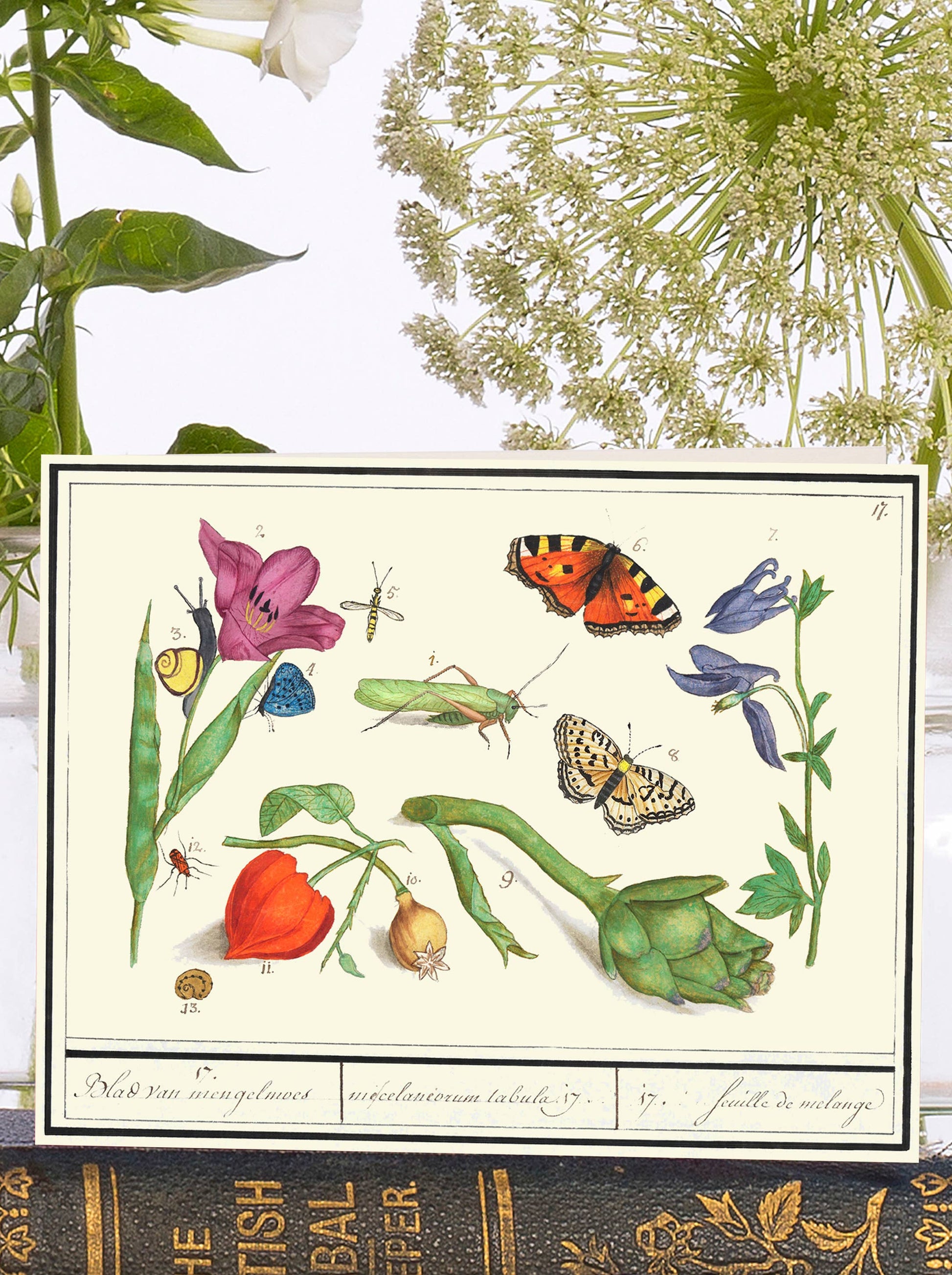 Beautiful colourful illustrations of images of botanicals and insects, with a vintage feel. Sustainably certified vintage garden greeting card – botanicals and insects, eco-friendly UK