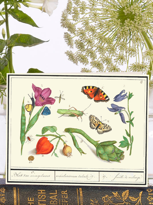 Beautiful colourful illustrations of images of botanicals and insects, with a vintage feel.