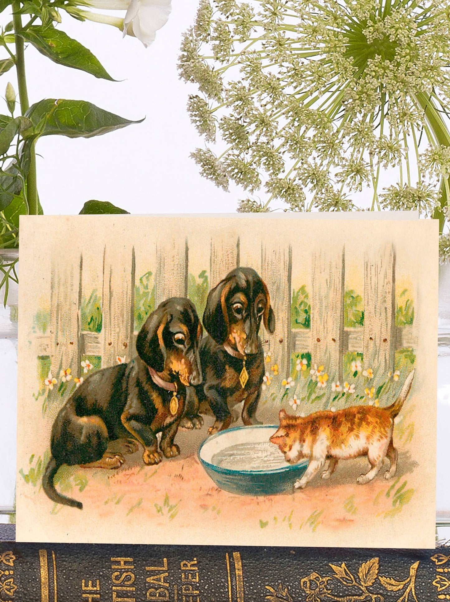 Dashund's and the Kitten Little Vintage Greeting Card. Two dashund's look on as a kitten drinks from a bowl of milk.