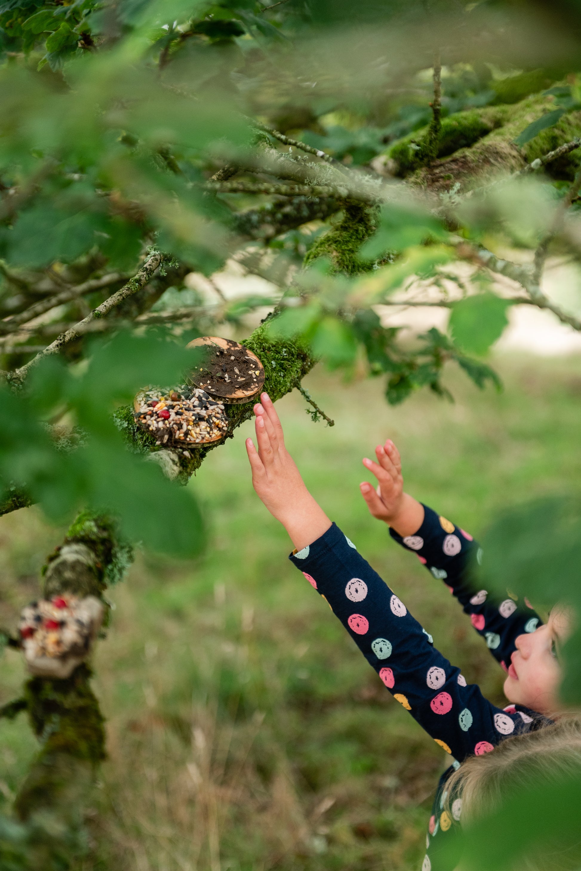 Child placing the bird pizzas on a low branch, for the birds.