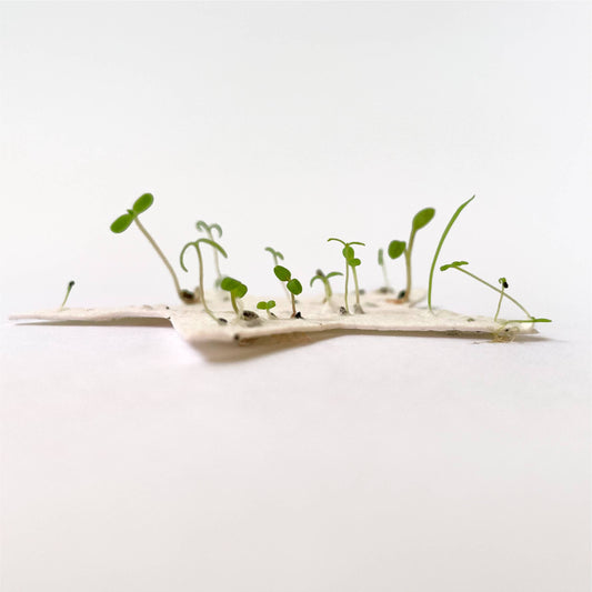 Close-up of plantable star with wildflower seeds