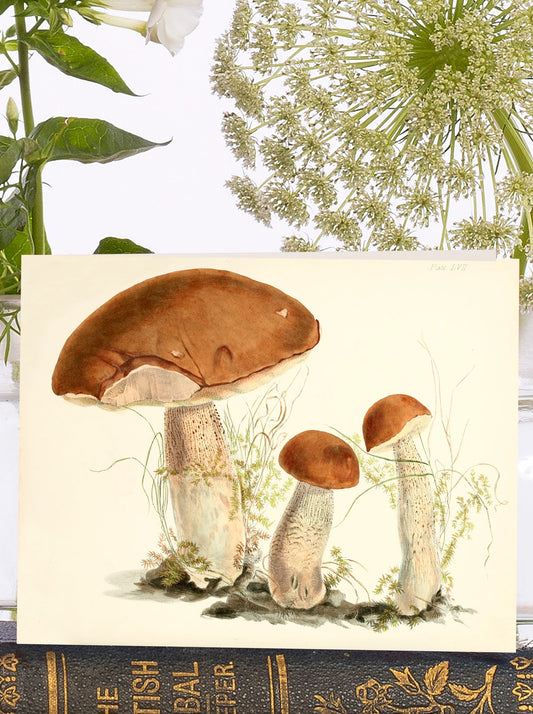Sustainably certified vintage mushrooms card – toadstool design, eco-friendly