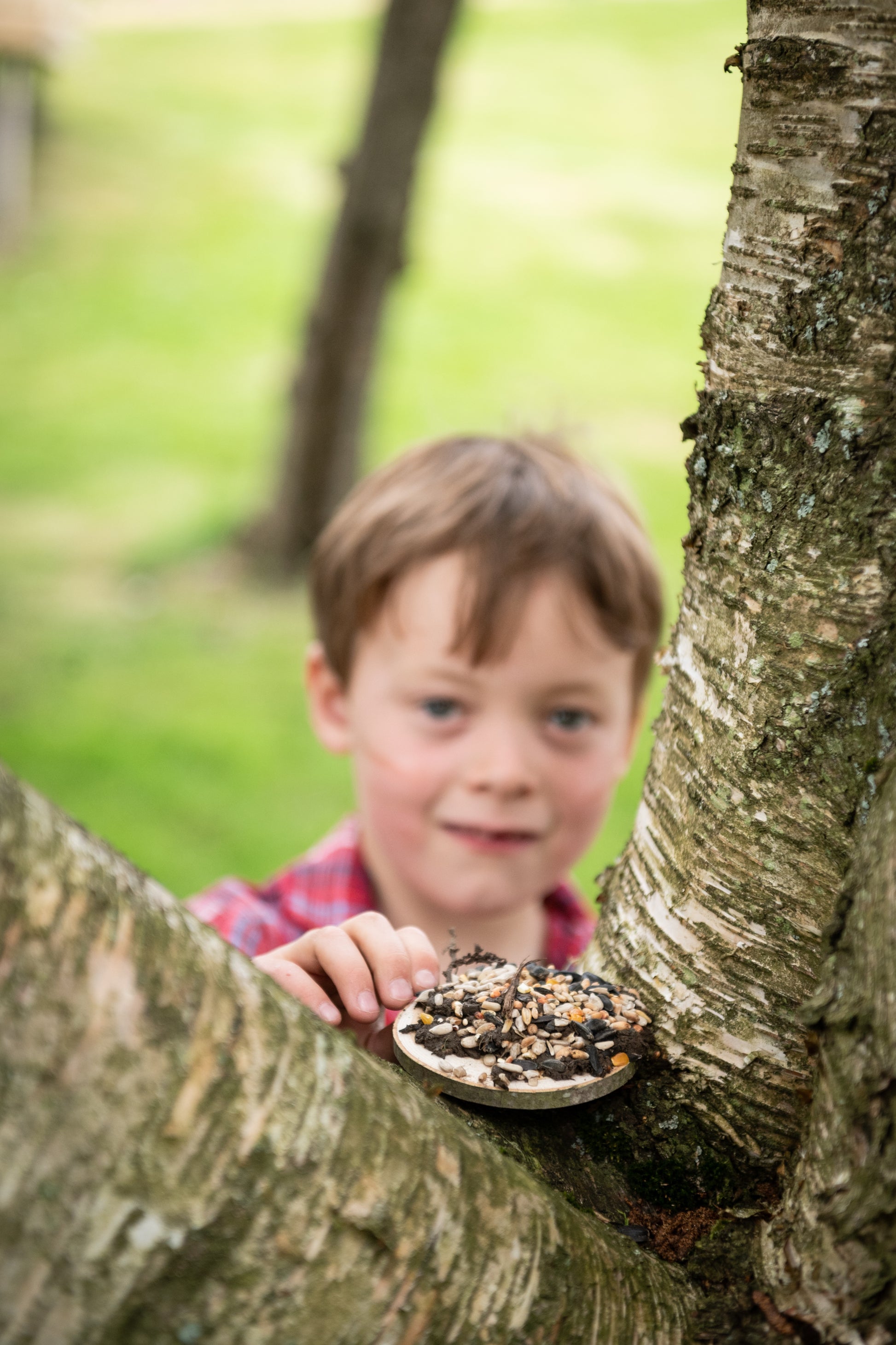 Child placing the bird pizzas on a low branch, for the birds.