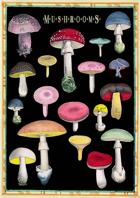 Vintage inspired notebook featuring various colourful mushrooms on a deep black cover, 12x17cm, blank pages, designed and made in England.