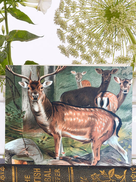 Madame Treacle Vintage Deer Greeting Card with rustic illustration on textured, sustainably sourced card