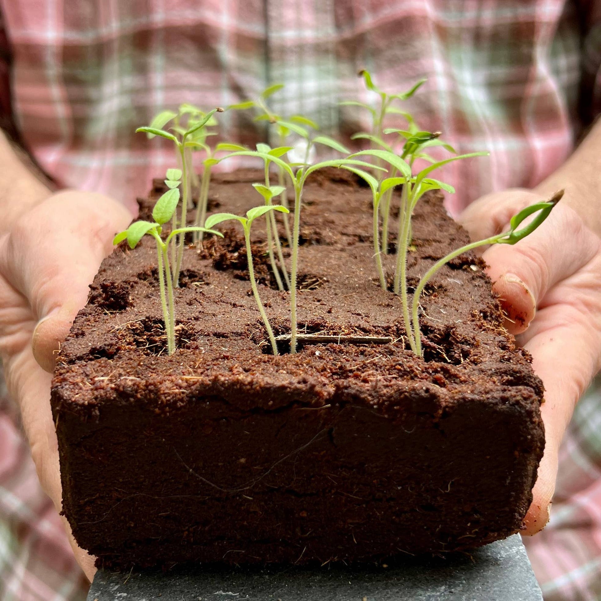 Tiny Tomato Growbar kit with compressed coir bar, Sweetie, Gardener’s Delight, and Yellow Pear tomato seeds for home growing.