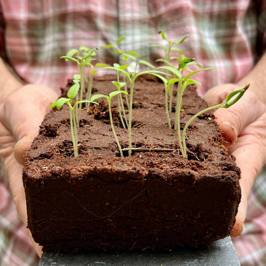 Close-up of the Weird Veg Growbar packaging showing seed varieties