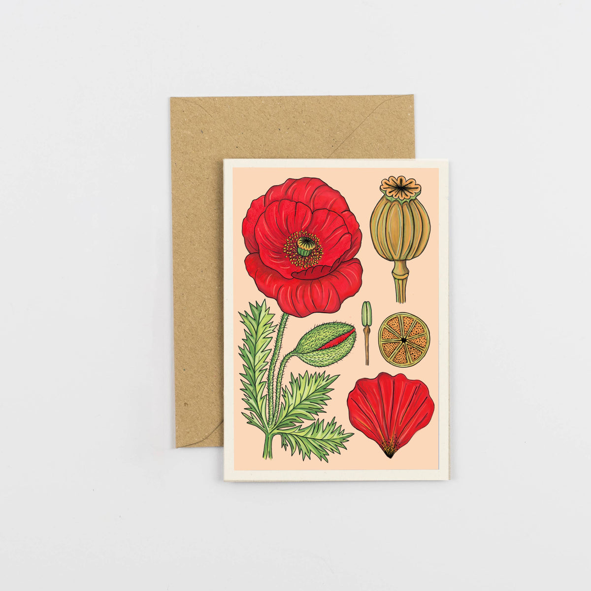 Vintage Poppy botanical illustration A6 greeting card on soft white board